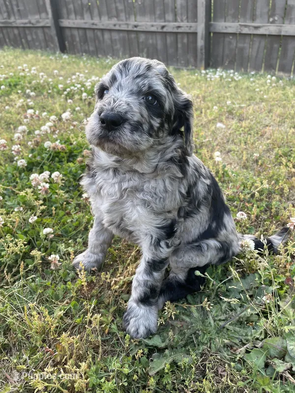 Romeo – Goldendoodle puppy for sale in Simpsonville, SC
