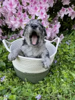 Romeo, a male Goldendoodle for sale in Simpsonville, SC – Photo 2 of 10
