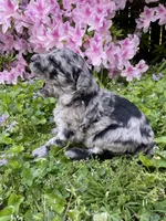 Romeo, a male Goldendoodle for sale in Simpsonville, SC – Photo 7 of 10
