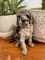 Romeo, a male Goldendoodle for sale in Simpsonville, SC – Photo 5 of 10