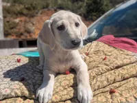 Electra (Dawn Landing Electra Sahar Paz), a female Saluki for sale in Grass Valley, CA – Photo 3 of 4