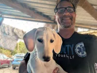 Electra (Dawn Landing Electra Sahar Paz), a female Saluki for sale in Grass Valley, CA – Photo 4 of 4