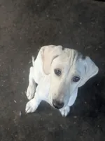 Electra (Dawn Landing Electra Sahar Paz), a female Saluki for sale in Grass Valley, CA – Photo 2 of 4