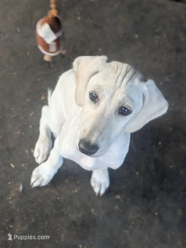 Electra (Dawn Landing Electra Sahar Paz) – Saluki puppy for sale in Grass Valley, CA