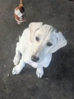 Electra (Dawn Landing Electra Sahar Paz), a female Saluki for sale in Grass Valley, CA – Photo 1 of 4