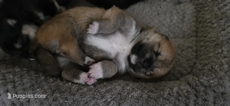 Chunk – Shiba Inu puppy for sale in Carbondale, CO