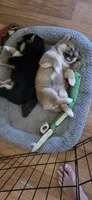 Chunk, a female Shiba Inu for sale in Carbondale, CO – 5 of 6