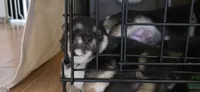 Winnie, a female Shiba Inu for sale in Carbondale, CO – 5 of 5