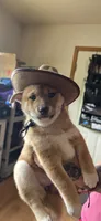Chunk, a female Shiba Inu for sale in Carbondale, CO – 6 of 6