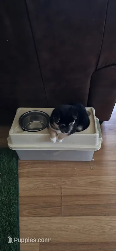 Winnie – Shiba Inu puppy for sale in Carbondale, CO