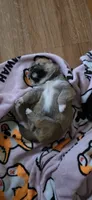 Chunk, a female Shiba Inu for sale in Carbondale, CO – 2 of 6