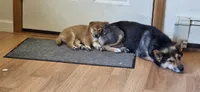 Chunk, a female Shiba Inu for sale in Carbondale, CO – 3 of 6