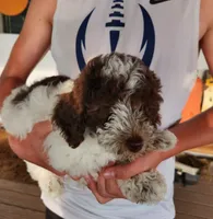 Daisy, a female Poodle - Miniature  for sale in Perrysville, OH – 2 of 6