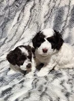 Daisy, a female Poodle - Miniature  for sale in Perrysville, OH – 6 of 6
