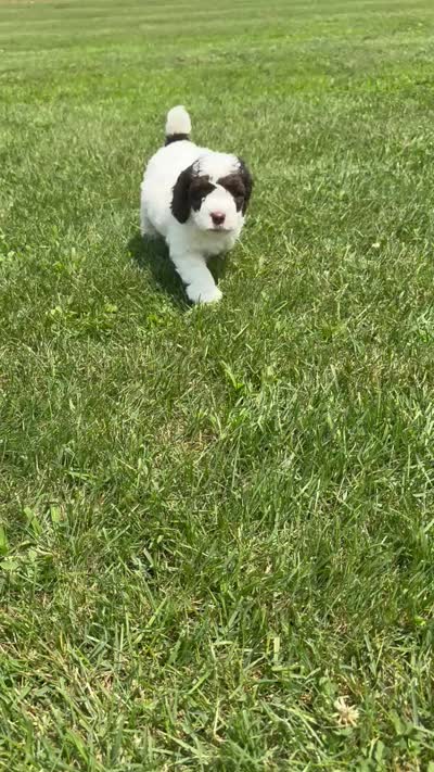 Mickey, a male Poodle - Miniature  for sale in Perrysville, OH – 4 of 5