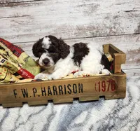 Daisy, a female Poodle - Miniature  for sale in Perrysville, OH – 1 of 6