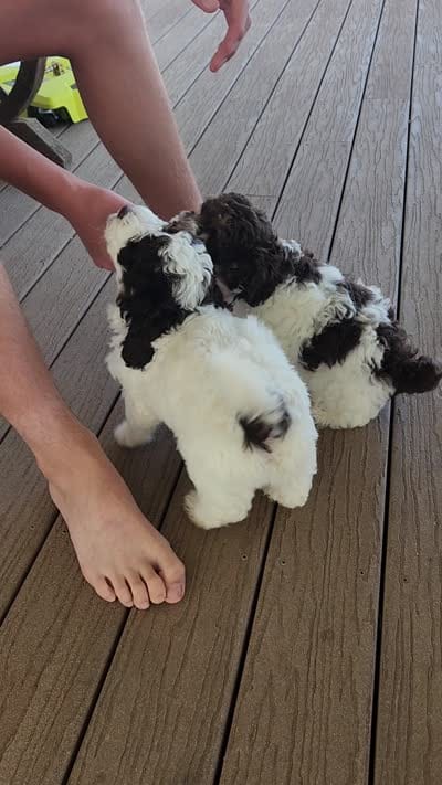 Daisy, a female Poodle - Miniature  for sale in Perrysville, OH – 5 of 6