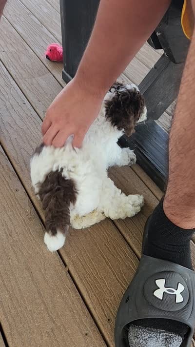 Daisy, a female Poodle - Miniature  for sale in Perrysville, OH – 4 of 6