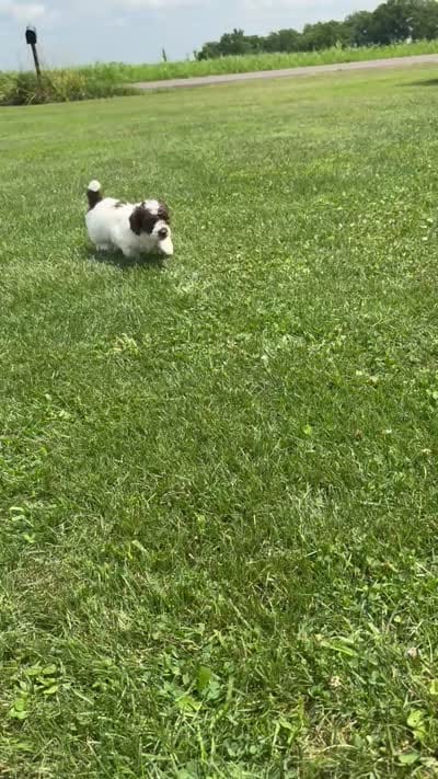 Daisy, a female Poodle - Miniature  for sale in Perrysville, OH – 6 of 6