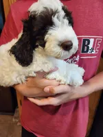 Mickey, a male Poodle - Miniature  for sale in Perrysville, OH – 2 of 5
