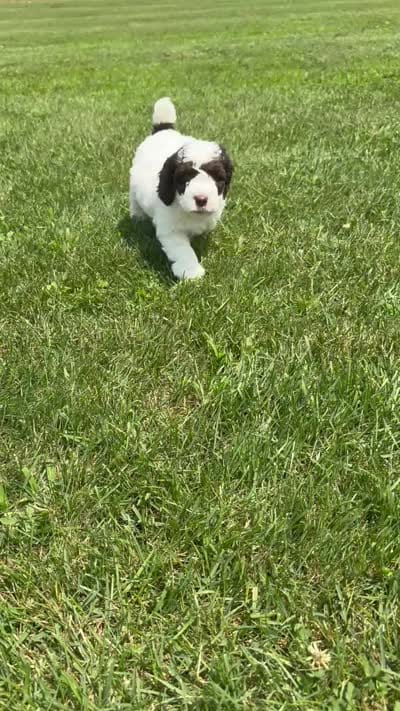 Mickey, a male Poodle - Miniature  for sale in Perrysville, OH – 4 of 4