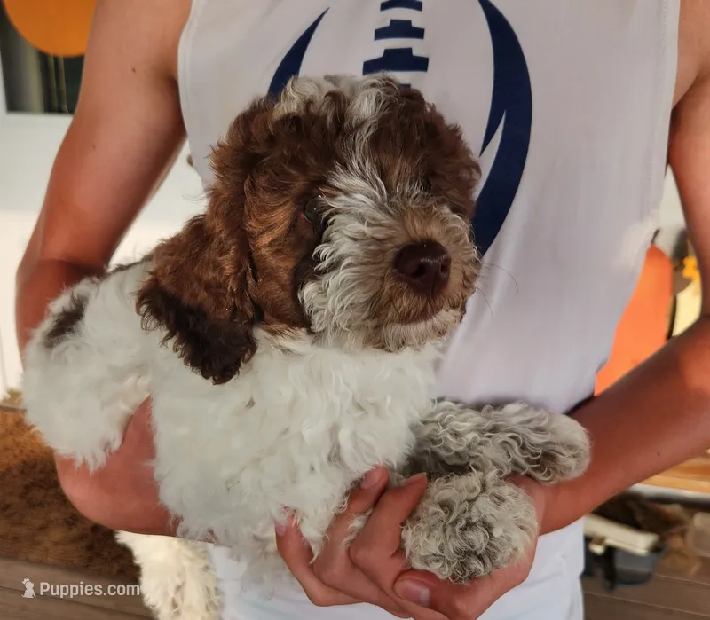 Daisy – Poodle - Miniature  puppy for sale in Perrysville, OH