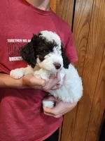 Mickey, a male Poodle - Miniature  for sale in Perrysville, OH – 4 of 5