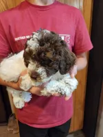 Daisy, a female Poodle - Miniature  for sale in Perrysville, OH – 3 of 6