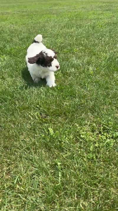 Mickey, a male Poodle - Miniature  for sale in Perrysville, OH – 3 of 5