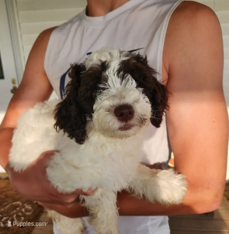 Mickey – Poodle - Miniature  puppy for sale in Perrysville, OH