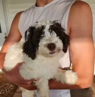Mickey, a male Poodle - Miniature  for sale in Perrysville, OH – 1 of 4