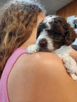 Daisy, a female Poodle - Miniature  for sale in Perrysville, OH – 5 of 6