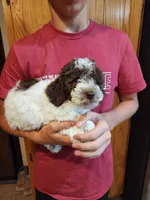 Daisy, a female Poodle - Miniature  for sale in Perrysville, OH – 4 of 6