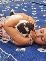 Daisy, a female Poodle - Miniature  for sale in Perrysville, OH – 3 of 6