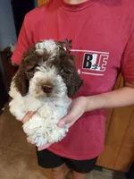 Daisy, a female Poodle - Miniature  for sale in Perrysville, OH – 2 of 6