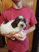 Daisy, a female Poodle - Miniature  for sale in Perrysville, OH – 1 of 6