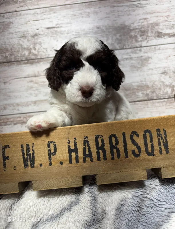 Mickey – Poodle - Miniature  puppy for sale in Perrysville, OH