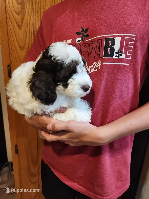 Mickey – Poodle - Miniature  puppy for sale in Perrysville, OH