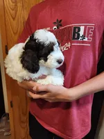 Mickey, a male Poodle - Miniature  for sale in Perrysville, OH – 1 of 5