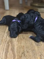 Annie , a female Golden Mountain Doodle for sale in Higganum, CT – 3 of 3