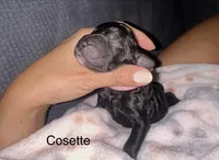 Cosette , a female Golden Mountain Doodle for sale in Higganum, CT – 2 of 4