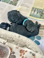 Cosette , a female Golden Mountain Doodle for sale in Higganum, CT – 3 of 4