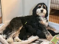 Lucho, a male Golden Mountain Doodle for sale in Higganum, CT – 2 of 3