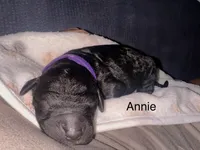 Annie , a female Golden Mountain Doodle for sale in Higganum, CT – 2 of 3