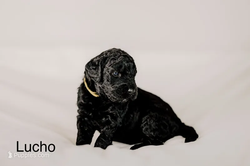 Lucho – Golden Mountain Doodle puppy for sale in Higganum, CT
