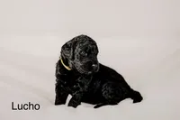 Lucho, a male Golden Mountain Doodle for sale in Higganum, CT – 1 of 3