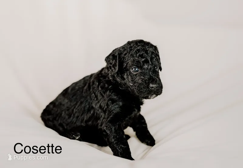 Cosette  – Golden Mountain Doodle puppy for sale in Higganum, CT