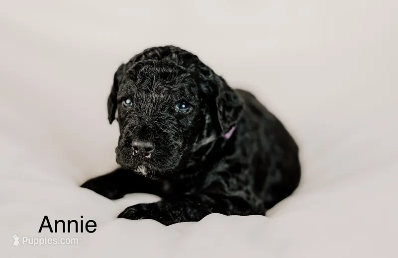 Annie  – Golden Mountain Doodle puppy for sale in Higganum, CT
