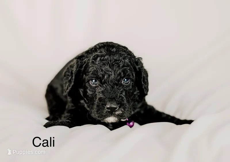 Cali – Golden Mountain Doodle puppy for sale in Higganum, CT