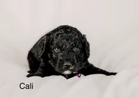 Cali, a female Golden Mountain Doodle for sale in Higganum, CT – 1 of 2